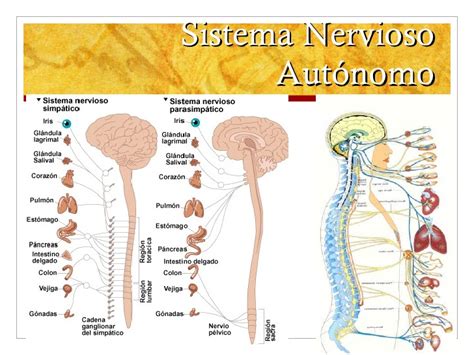 Anatomia sistema nervioso