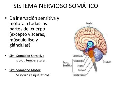 Anatomia  sistema nervioso