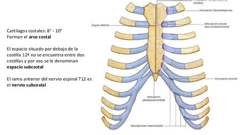 Anatomia: Tórax