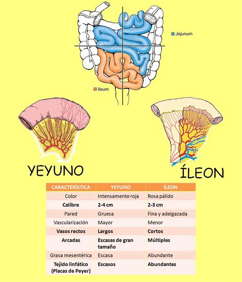 Anatomía UNAM: YEYUNO  ÍLEON