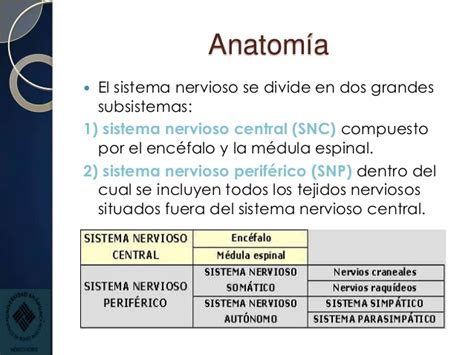 Anatomía y fisiología de sistema nervioso