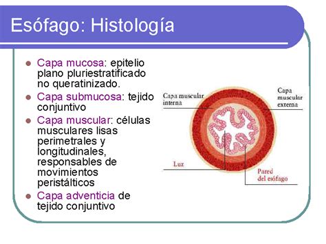 Anatomía y Fisiología del aparato digestivo   Monografias.com