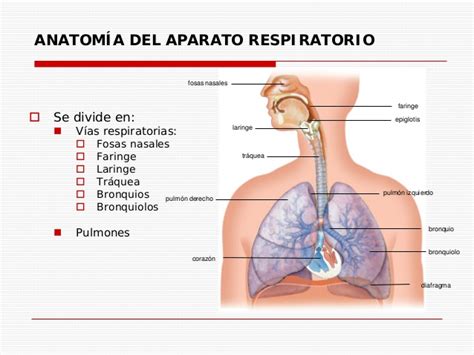 Anatomía y Fisiología del Aparato Respiratorio