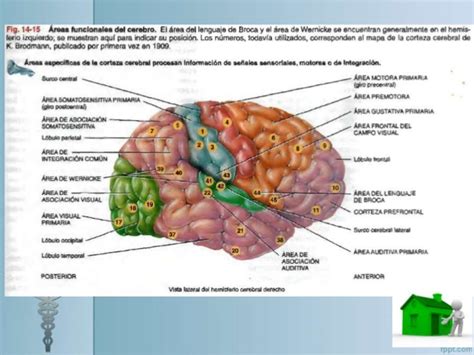 Anatomía y fisiología del cerebro