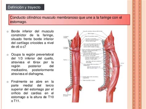 Anatomia y fisiología del esofago