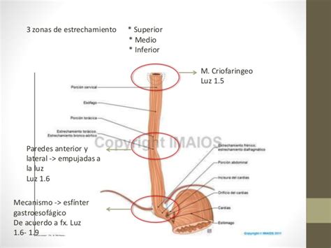Anatomía y Fisiología del Esofago. Trastornos mMotores