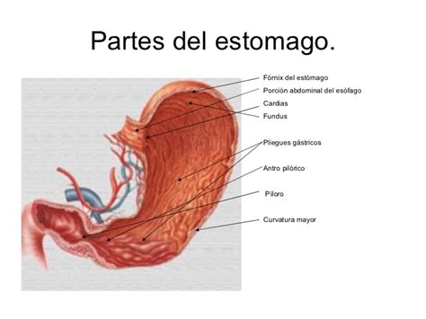 anatomia y fisiologia del estomago