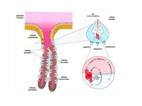 Anatomia y fisiologia del estomago