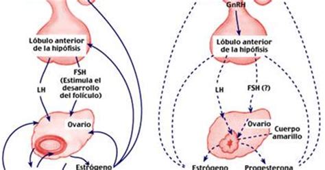 Anatomía y fisiología del sistema endocrino 2AM.: Función ...