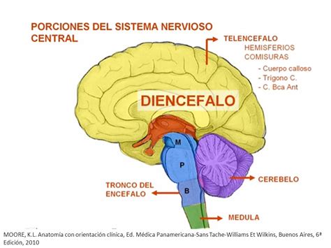 Anatomía y fisiología del Sistema Nervioso Central   ppt ...
