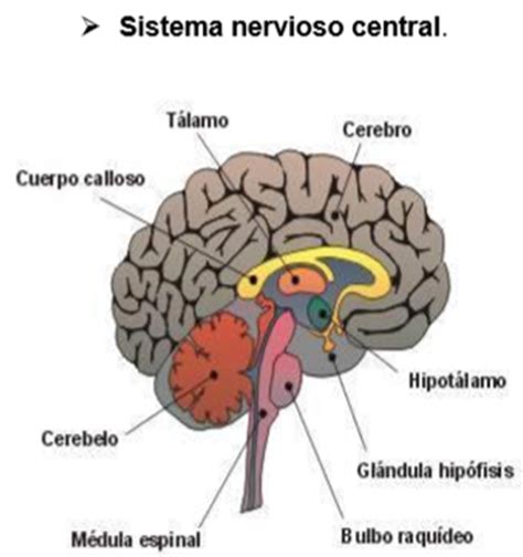 ANATOMÍA Y FISIOLOGÍA HUMANA 1: SISTEMA NERVIOSO