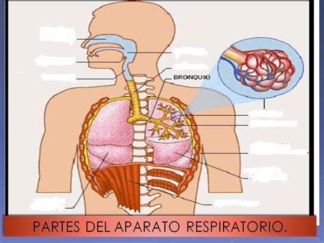 Anatomía y Fisiología humana: APARATO RESPIRATORIO.