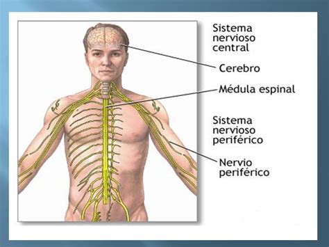 Anatomía y Fisiología humana: Sistema Nervioso.