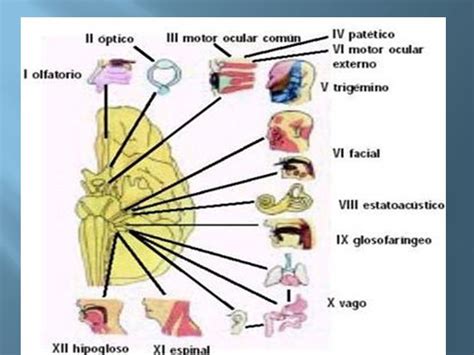 Anatomía y Fisiología humana: Sistema Nervioso.