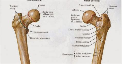 anatomíacaderayrodilla: ANATOMIA DE LA RODILLA I: osteología.