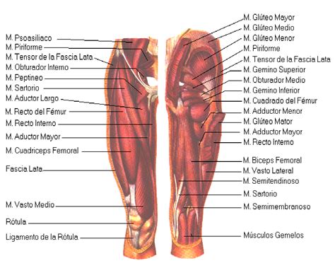 anatomiaui1 | Blog Anatomia   Cadera y Rodilla