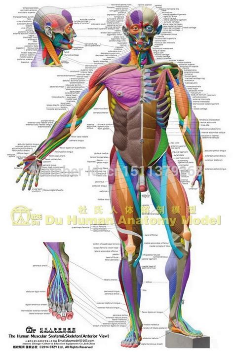 Anatomical Chart Muscular System Different Colors Ecorche ...