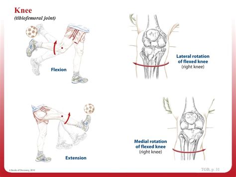 Anatomical Position 1 Navigating the Body.   ppt video ...
