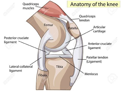 Anatomy Knee Joint Cross Section Showing The Major Parts ...