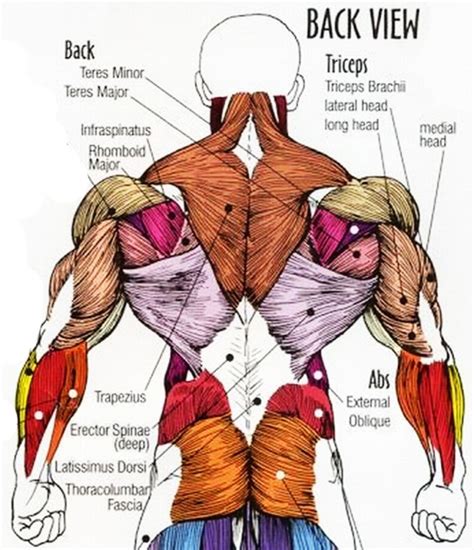 Anatomy Lower Back Muscles   Human Anatomy Diagram