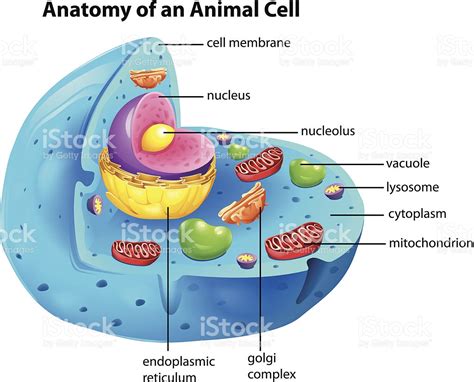 Anatomy Of An Animal Cell Stock Vector Art & More Images ...