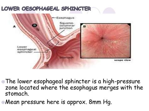 anatomy of esophagus by dr ravindra daggupati