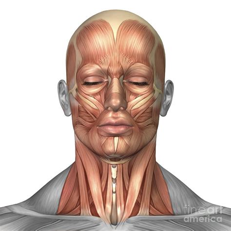 Anatomy Of Human Face And Neck Muscles Digital Art ...