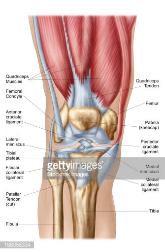 Anatomy Of Human Knee Joint Stock Illustration | Getty Images