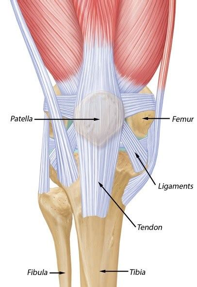 Anatomy of Patella | Bone and Spine