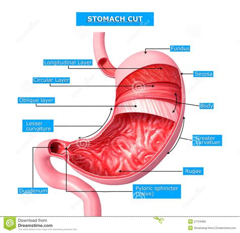 Anatomy Of Stomach   Human Anatomy Charts