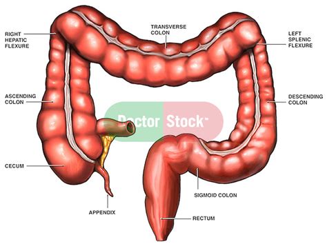 Anatomy of the Large Intestine | Doctor Stock