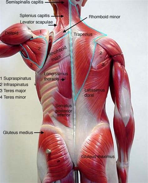 Anatomy Organ Pictures. Top Collection Muscles of the ...