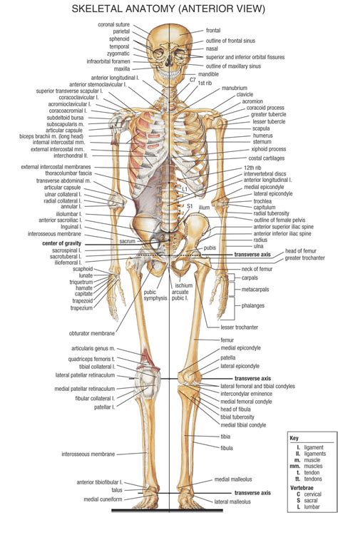 Anatomy Pictures