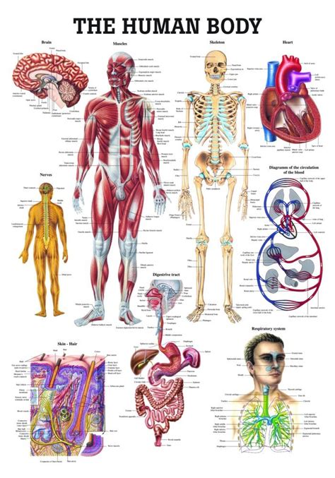 Anatomy Poster The Human Body
