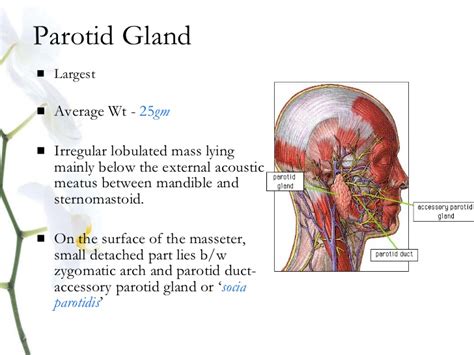 Anatomy salivary gland