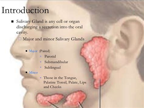 Anatomy salivary gland
