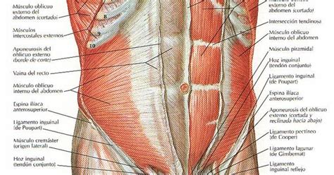 Anatomy Wikipedia | Download PDF