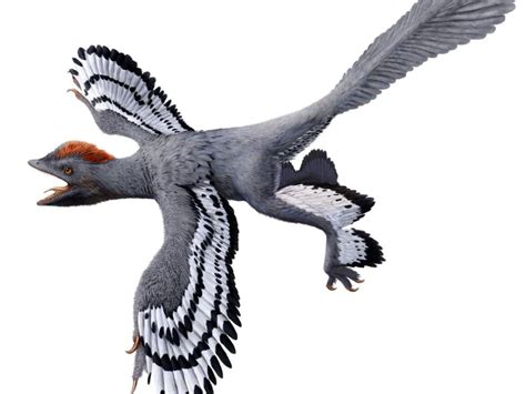 Anchiornis : le dinosaure à l allure de poulet ...