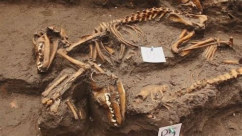 Ancient Aztec dog burial site discovered in Mexico   YouTube