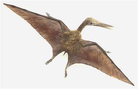 And I Think to Myself...What A Wonderful World.: Pterosaur ...