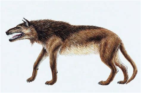 Andrewsarchus?   Questions & Answers   The Fossil Forum