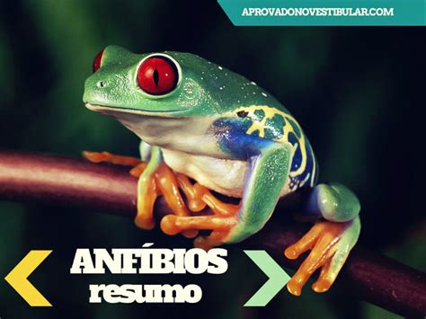 Anfíbios   Animais, Características, Fotos e Exemplos