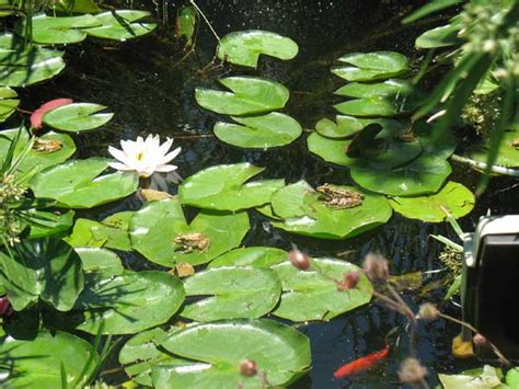 Anfibios en un estanque   Plantas de estanque