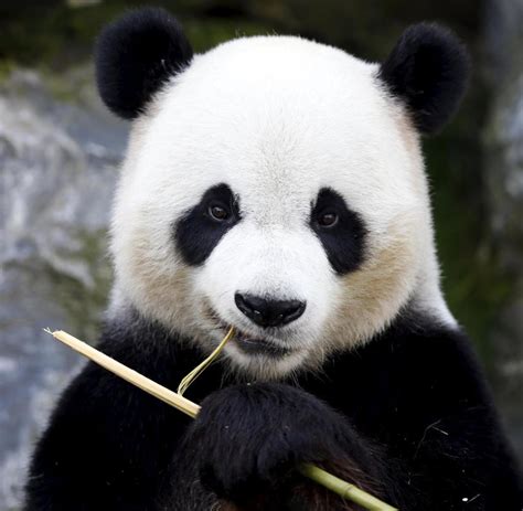 Angela Merkel kündigt neue Pandas für den Berliner Zoo an ...