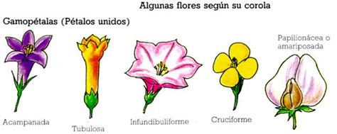 Angiospermas: Plantas con flores