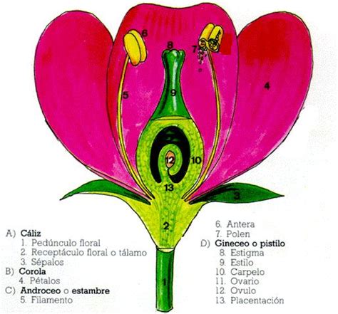 Angiospermas: Plantas con flores
