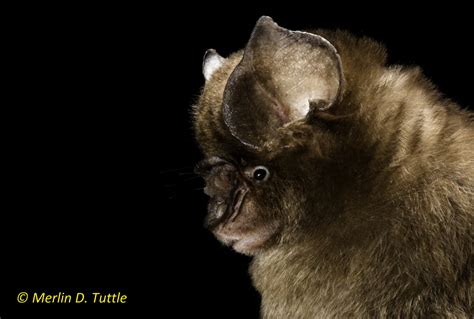Angkor Wat and Bats   Merlin Tuttle s Bat Conservation