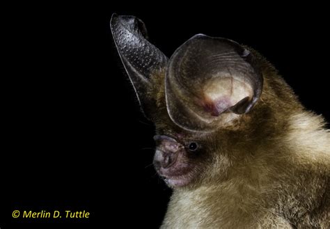 Angkor Wat and Bats   Merlin Tuttle s Bat Conservation