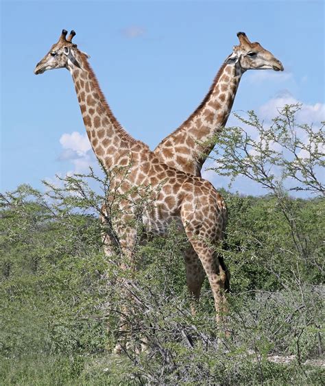 Angolan giraffe   Wikipedia