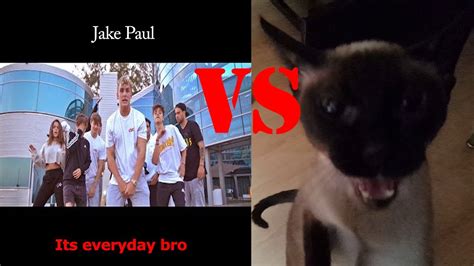 Angry Cat Reacted to Jake Paul s New Song  It s everyday ...